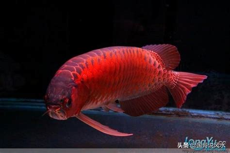 龍魚寓意|什麼是龍魚？龍魚文化及龍魚風水解說